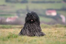Télécharger des livres par denis mercier date de sortie: Puli Dog Breed Information