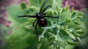 The easiest way to tell if a spider is a black widow is to look for the shiny black coloring and distinctive crimson markings on the abdomen of the females. Black Widow Spider Facts Latrodectus Mactans