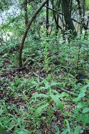 Image result for Habenaria malacophylla