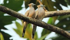 Pada beberapa kondisi, burung pleci jantan dan betina memiliki paruh yang sama. Sumber Keberuntungan Hingga Pembawa Sial Ini 5 Mitos Tentang Burung Perkutut Boombastis Com Portal Berita Unik Viral Aneh Terbaru Indonesia