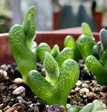 Image result for Diplolophium africanum