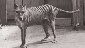 See more ideas about thylacine, tasmanian tiger, tasmanian. The Thylacine Gone Is Gone