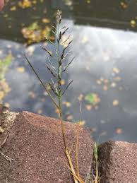 Image result for Eragrostis pilosa