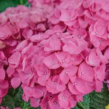 Image result for Hydrangea macrophylla bela obrázek
