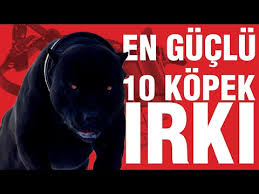 Dunya Nin En Guclu 10 Kopegi Youtube