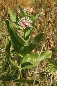 Image result for Asclepias buchwaldii