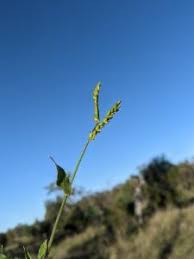 Image result for Urochloa leersioides