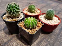 Cacti and succulents do not require frequent watering, and are a great option if you travel starting a cactus garden is fun and easy. 25 Beautiful Cactus Garden Ideas Trees Com