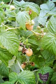 Growing plants can be planted when the soil temperature is over40 degrees and the daytime temperature average over 55 degrees. Why You Need To Grow Fall Bearing Raspberries
