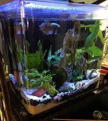 New Arrangement In 3 5 Gal Removed All The Artificial Decor Except For The Main Stone In Center And Included Live Plant Fish Tank Themes Betta Tank Betta