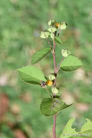 Image result for Sida spinosa