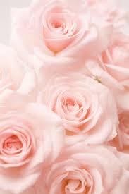 From Pink To Peach The Meaning Behind Every Rose Color Revealed Aesthetic Aestheti Photographie De Rose Fond D Ecran Iphone Fleur Fond D Ecran Fleur Rose 1402 x 2560 jpeg 297 кб. de rose