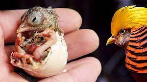 The Beauty Of Exotic Pheasants Hatching Their Own Eggs Youtube