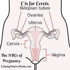 Image result for cervix position