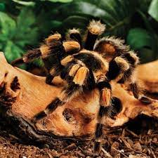 Mexican Redknee Tarantulas For Sale Brachypelma Smithi Petco Tarantulas For Sale Tarantula Petco