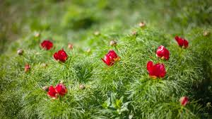 De obicei era multă forfotă în zona rezervației de bujori, dar de data asta a fost altfel. RezervaÈ›ia NaturalÄƒ Bujorul De StepÄƒ De La Zau De Campie