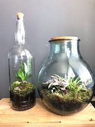 Dichte Fles Met Planten Terrarium Groen In Glas Terrarium Planten Fles Tuin Ideeen Planten