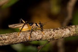 Image result for Pterygota