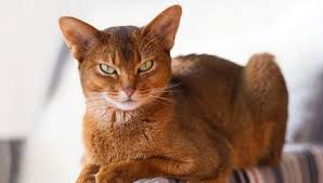 Berikut adalah contoh gambar kucing kartun populer di. Warna Kucing Abyssinian 27 Gambar Apa Yang Kelihatan Seperti Kucing Liar Ciri Ciri Pewarna Faun Bagaimana Cara Memilih Kucing Dalam Warna Hitam Kelabu Merah Dan Putih