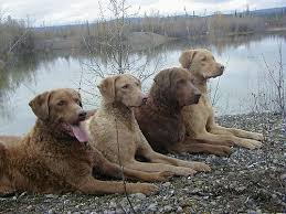 Black And White Chesapeake Bay Retriever Chesapeake Bay Retriever Family Chesapeake Bay Retriever Retriever Dog Retriever