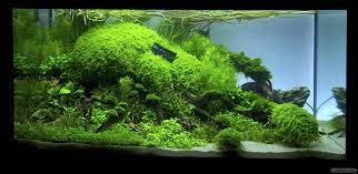 Almost every month i do plant trimming for. Closer Flowgrow Aquascape Aquarien Datenbank