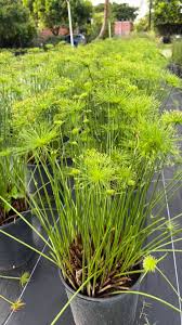 Image result for Cyperus haspan