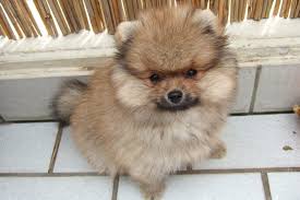 Treating Pomeranian Skin Conditions Spinning Pom