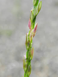 Image result for Digitaria ciliaris