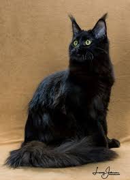 The cheapest offer starts at £180. Sarajen Maine Coon Cats For Sale Maine Coon Kittens