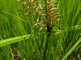 Image result for Pycreus niger