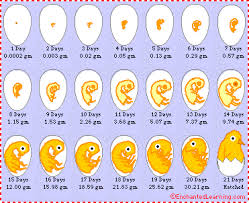 24 Scientific Duck Egg Incubation Chart
