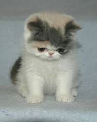 We produce persian and exotic shorthair kittens as part of our hobby of showing. Exotic Shorthair