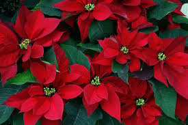 Maybe you would like to learn more about one of these? Christmas Flowers Flower Meaning