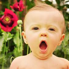 Bluebird Photography