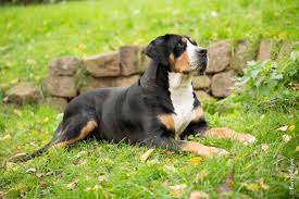 Grosser schweizer sennenhund or french: Grosser Schweizer Sennenhund Greater Swiss Mountain Dog Der Club Fur Alle Rassehunde E V Deutschland Car E V