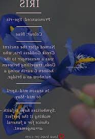 Blue Iris Flower Meaning Blue Iris Symbolizes Hope Faith Making It The Per Blue Faith Flower Hope I Flower Meanings Iris Flowers Sympathy Bouquets