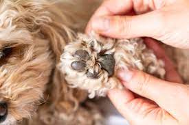 Safeguard your dog's paw pads and limit the dangers of hot pavement. 8 Common Dog Paw Problems