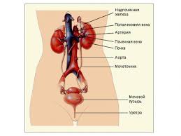 We did not find results for: Organ Organ Ekskresi Skim Organ Organ Ekskresi