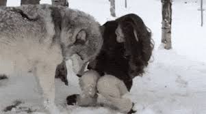 Looking for gray wolf stickers? Wolves Gifs Primo Gif Latest Animated Gifs