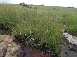 Image result for Schizochilus