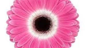 Pin On June Flowers