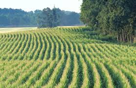 The building requirement probably includes a couple of metal buildings ($200,000) and at least a few grain storage bins to hold 75,000 bushels, about $75,000. Yield Tests Prepare For 100th Year Of Helping Farmers Decide What Seeds To Plant News Service Iowa State University