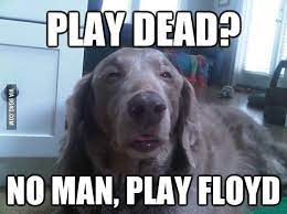 Play Floyd Funny Funny Dog Memes Funny Animals Dog Memes