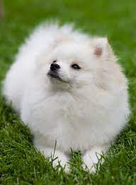 spitz hund zwergspitz hund japan spitz