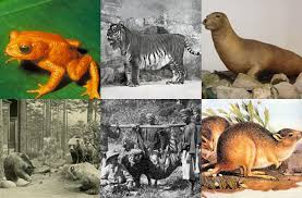 Native animals are sometimes referred to as indigenous animals. Which Animal Species Went Extinct In The Year You Were Born Indy100 Indy100