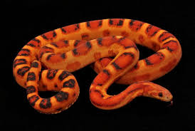 Black And White Corn Snake For Sale What S New At Smr Cornsnakes Net Corn Snake Snake Snake Lovers