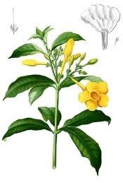 We did not find results for: Botani Alamanda Ciri Morfologi Klasifikasi Dan Manfaat Generasi Biologi