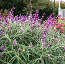 Salvia Leucantha Mexican Bush Sage Wind Salt Tolerant Xeriscape Plants Flower Garden Plans Flowers Perennials