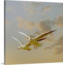 Premium Thick Wrap Canvas Wall Art Print Entitled Two Gulls Flying In Evening Light Against Sky None Sea Birds Birds Flying Gull