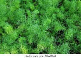 Image result for Haloragaceae